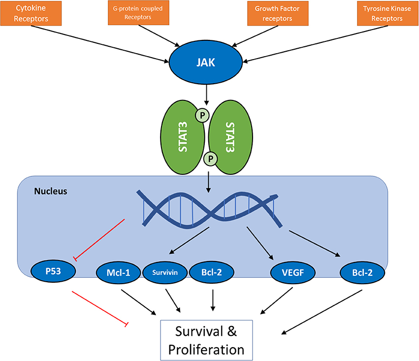 Pathway Model For Jak Stat Signaling Pathway Download Scientific Diagram