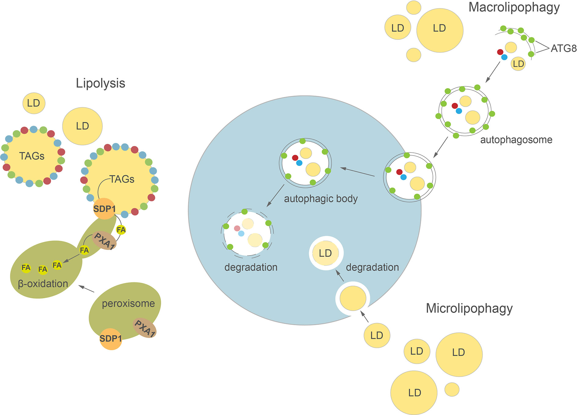 Lipid Composition And Heterocyst Frequency Of The Wild Type Wt And