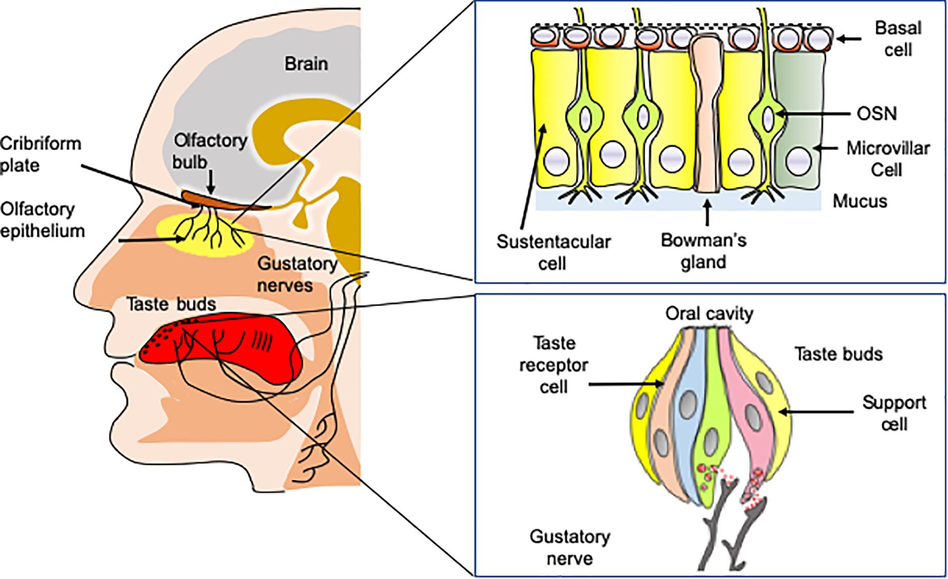 A Model Of Olfactory Bulb Circuitry That Includes Epl Interneurons