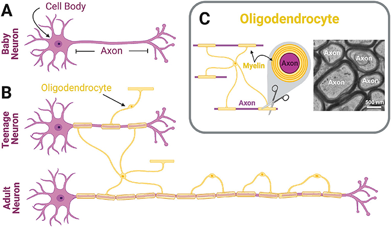 Oligodendrocyte Density Increases With Age At Different Rates In