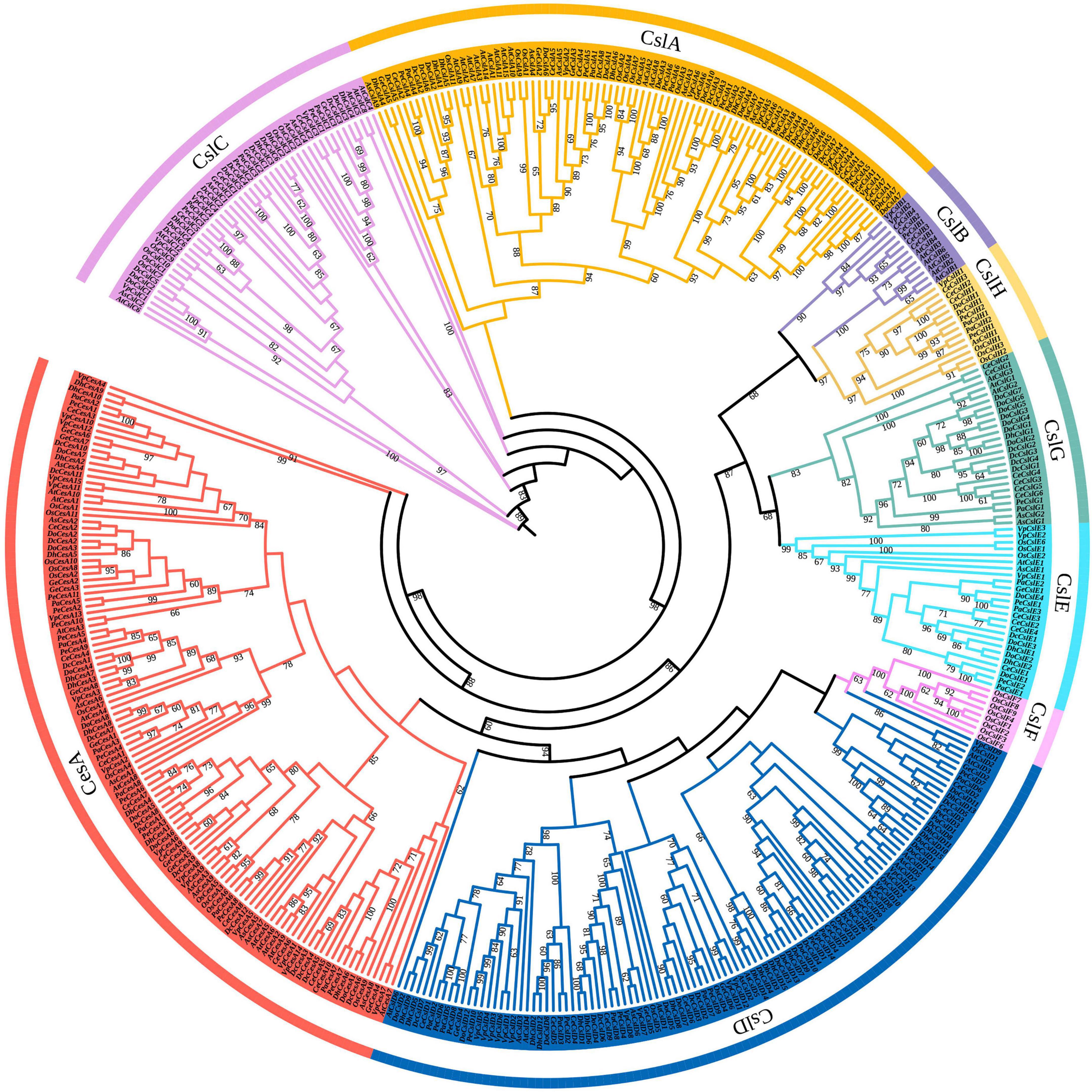 Phylogenetic Tree Of 179 Rbcl Sequences From Amaranthaceae Family The