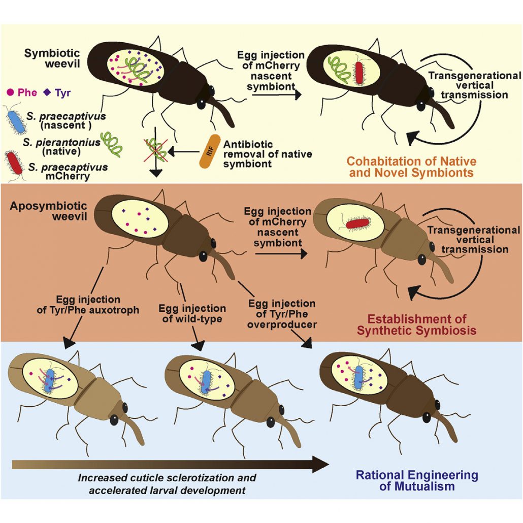 Single Mutation Makes Escherichia Coli An Insect Mutualist Prelights