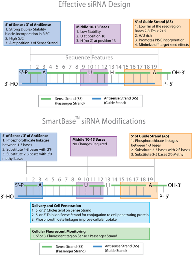 Fillable Online Sirna Expression Vectors For Rnai Fax Email Print