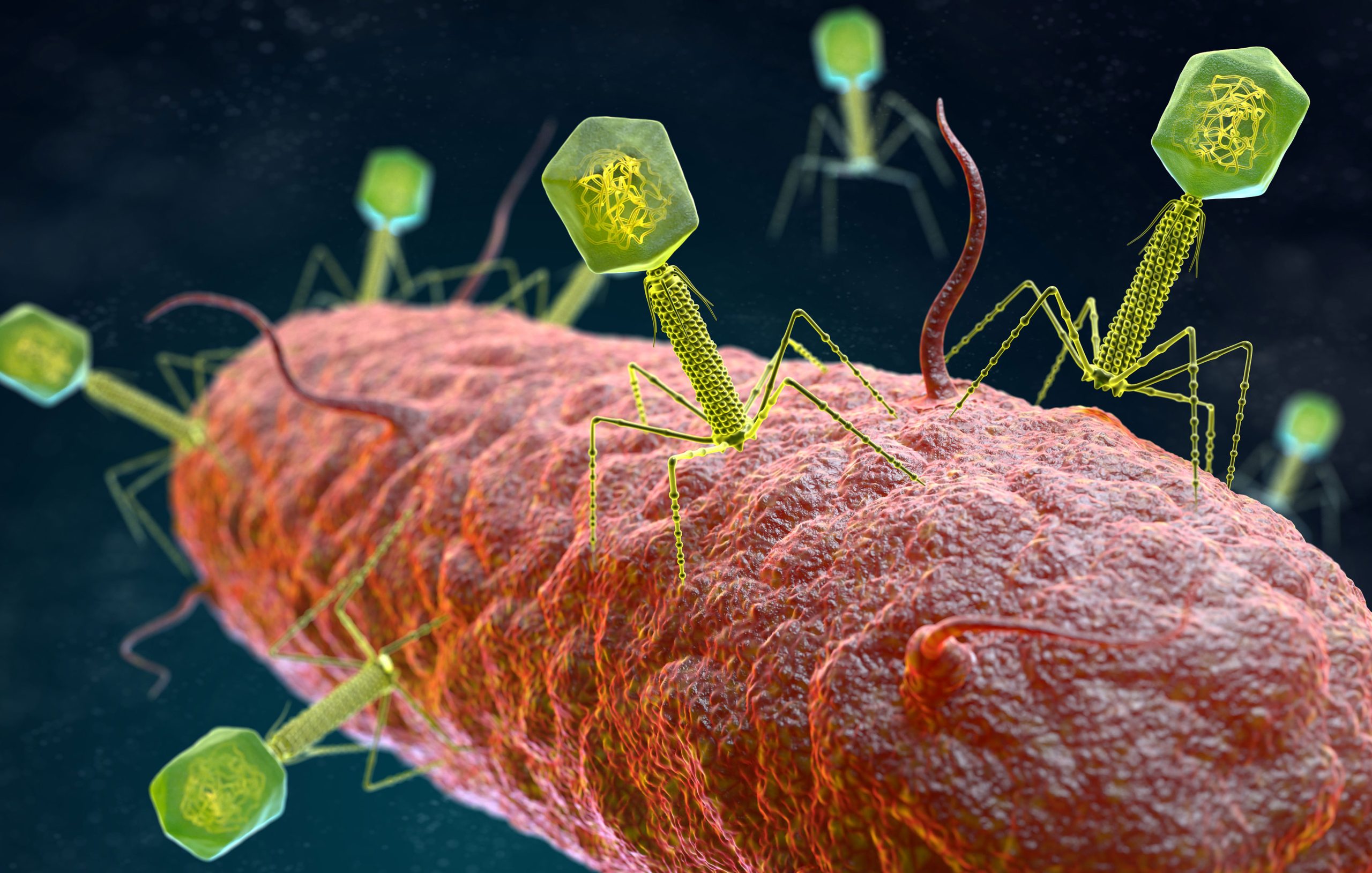 Bacteriophage Bacterial Cell Structure Infection Virus Leave The