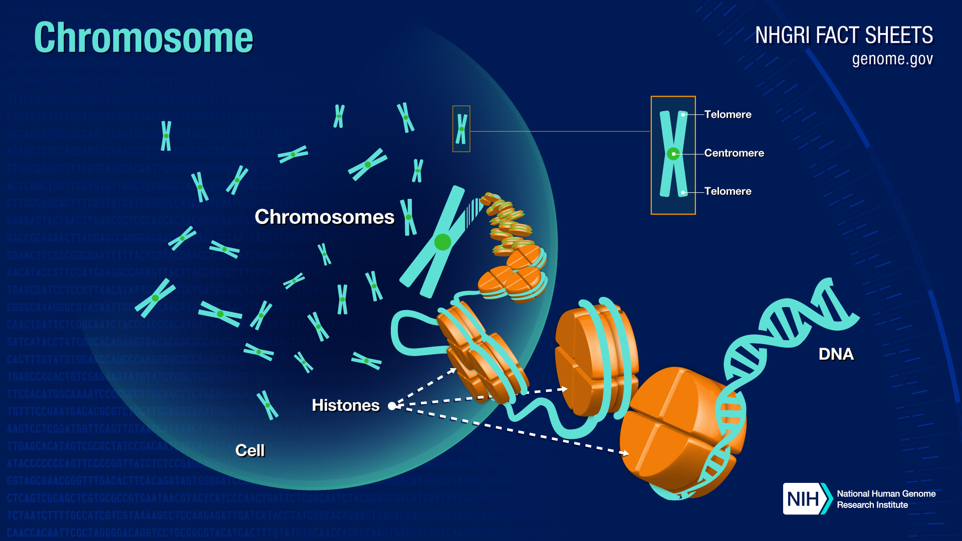 Chromosome Modeling On Downsampled Hi C Maps Enhances The