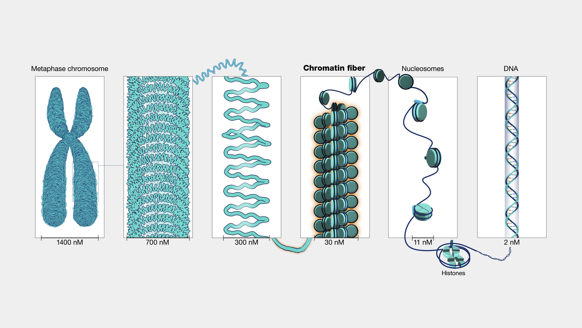 Chromatin Marks Surrounding Predicted Enhancer Regions Chromatin Marks