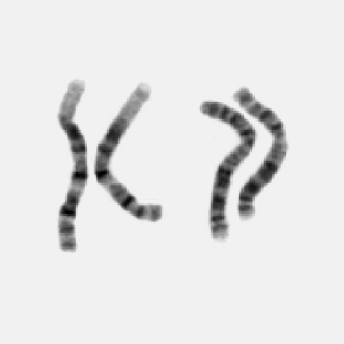 Cytology Genetics And Cytogenetics