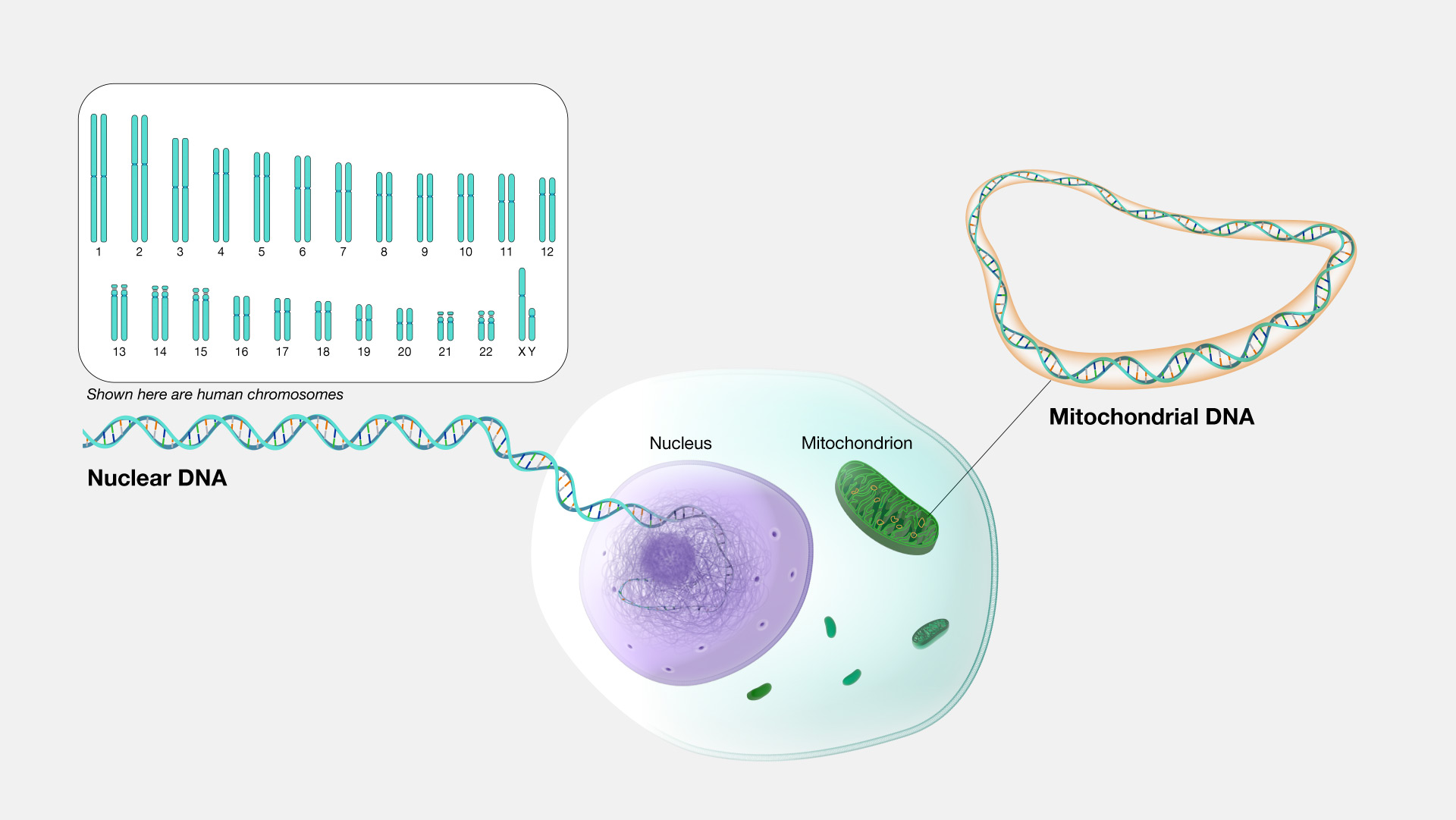 Overview Of The Genome Location And Functions Of Lncrnas A Based On