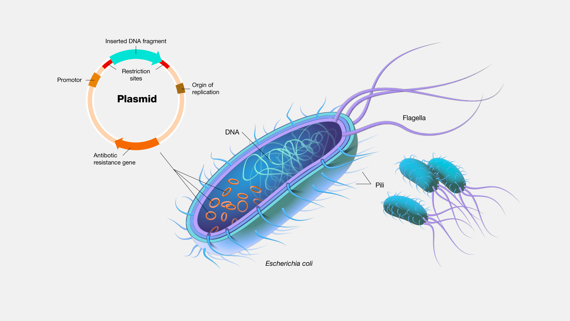 Plasmid Based Egfp Expression In Sf21 Cells Driven By Different