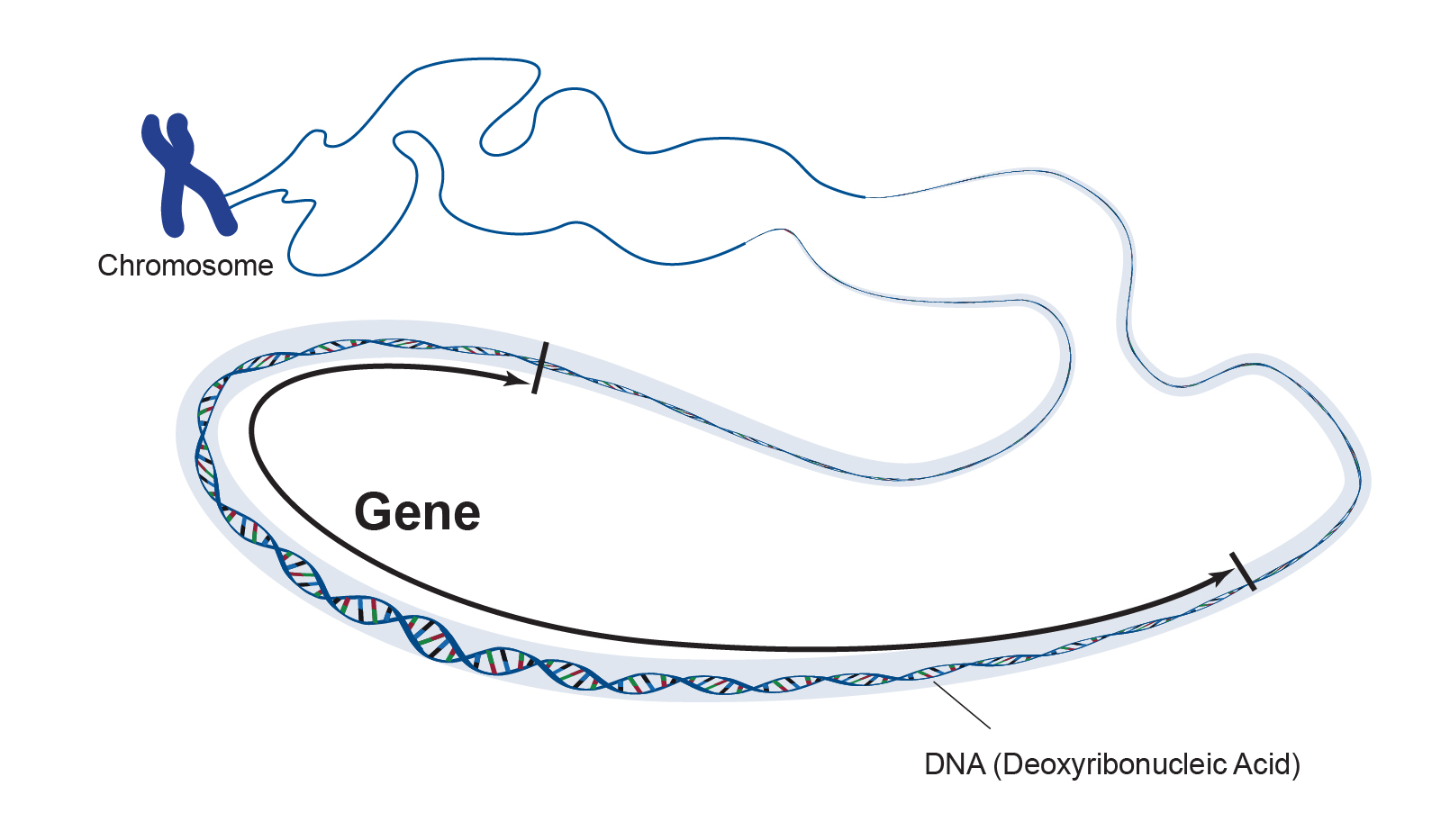 Gene Specific Dna Methylation Profiles For Three Cpg Sites In The