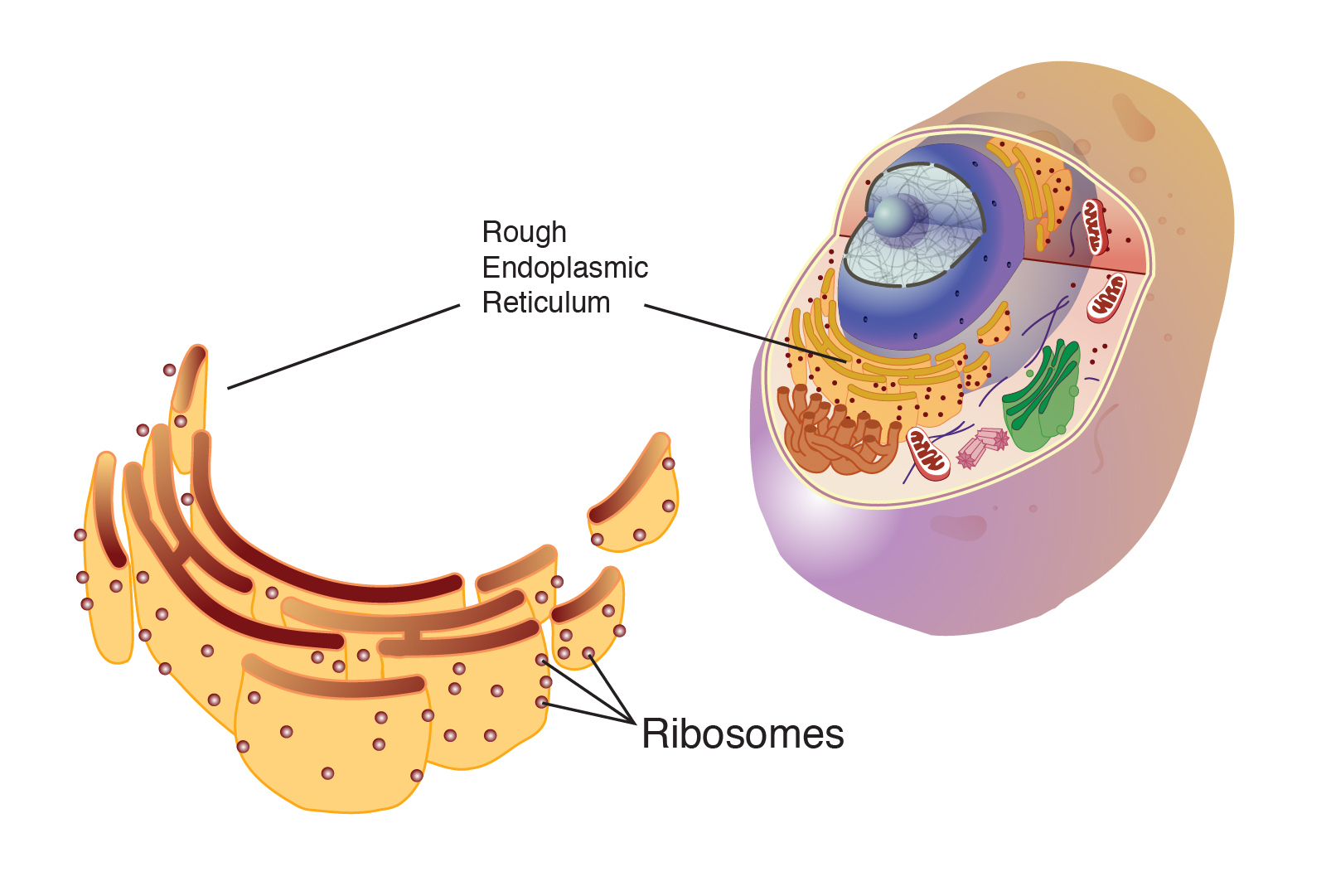 Ribosome Inactivating Proteins From Plants A Historical Overview