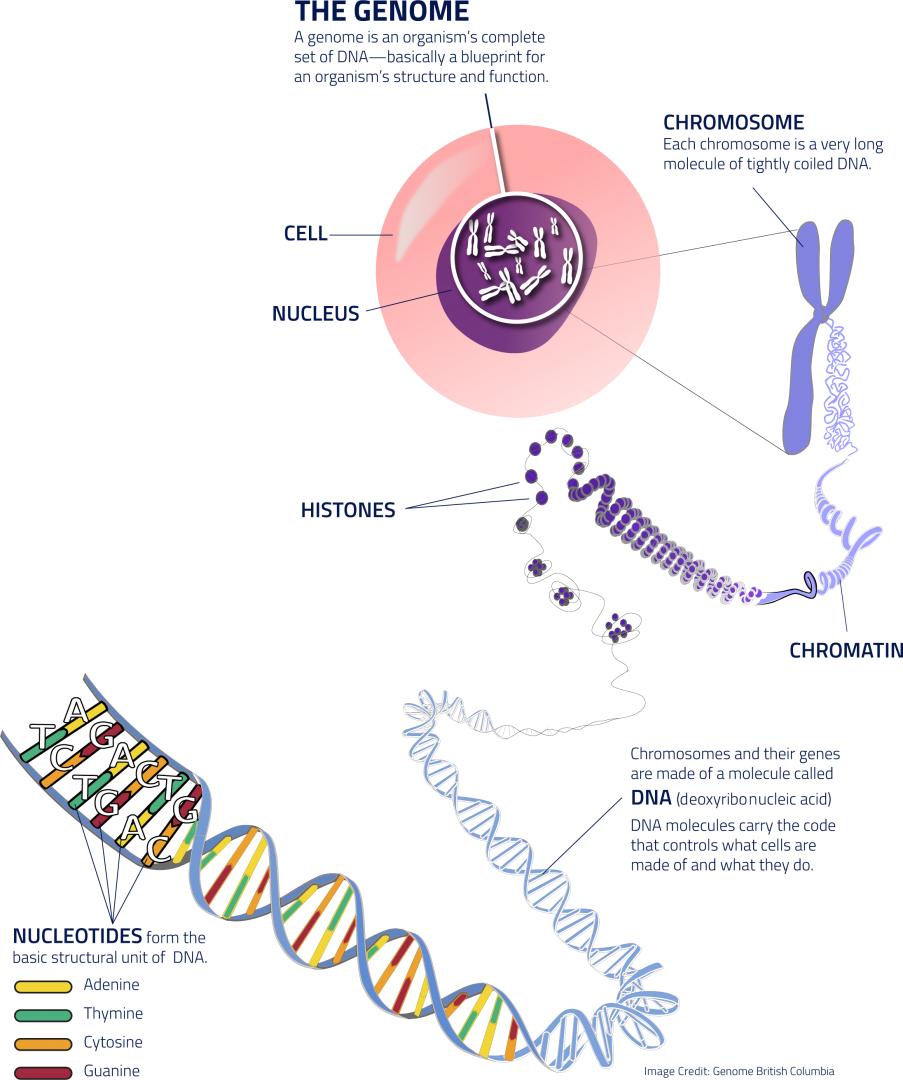 Genome Wide Identification Evolutionary And Functional Analyses Of