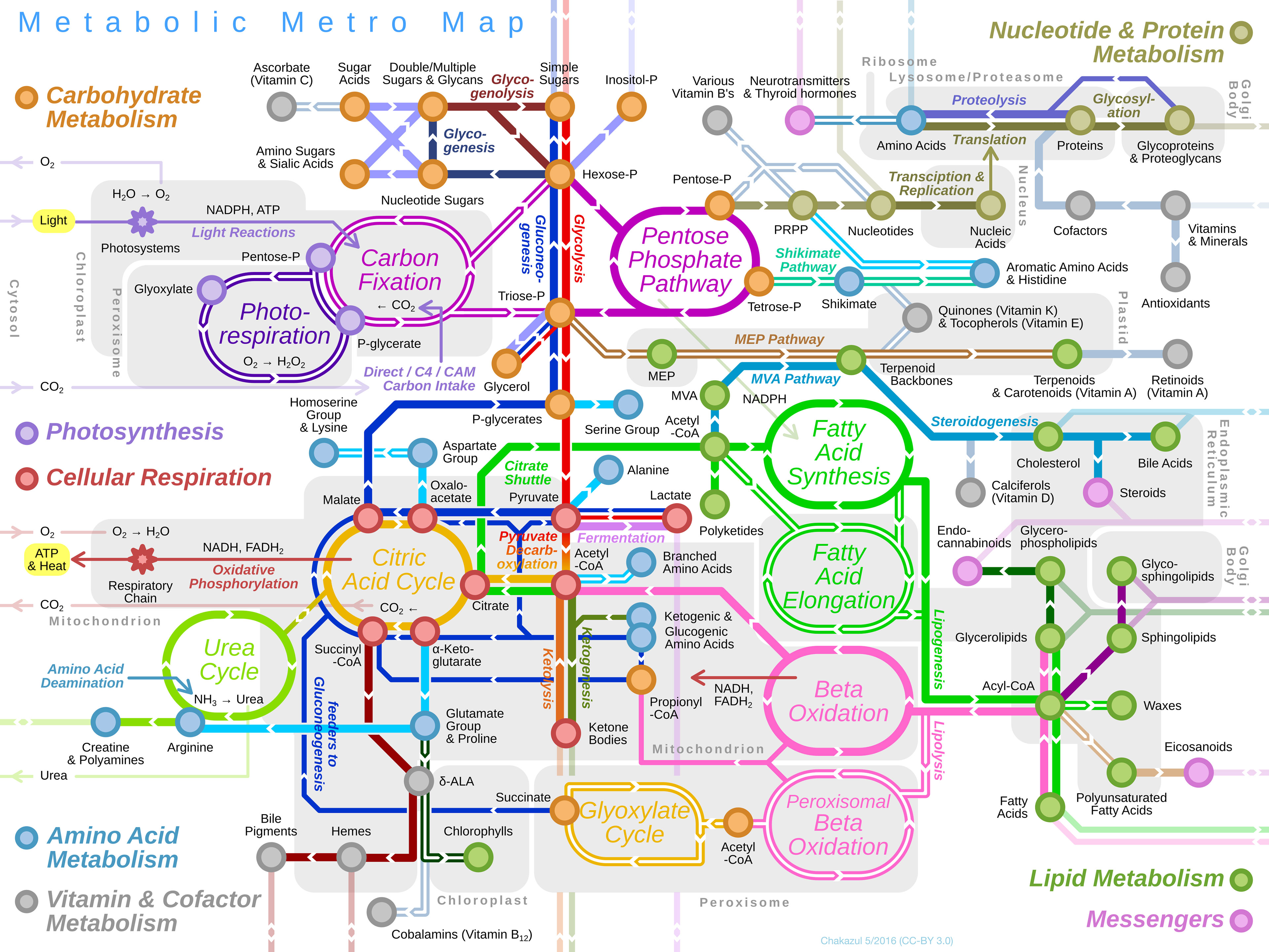 Important Metabolic Pathways And Cellular Components For The Efficient