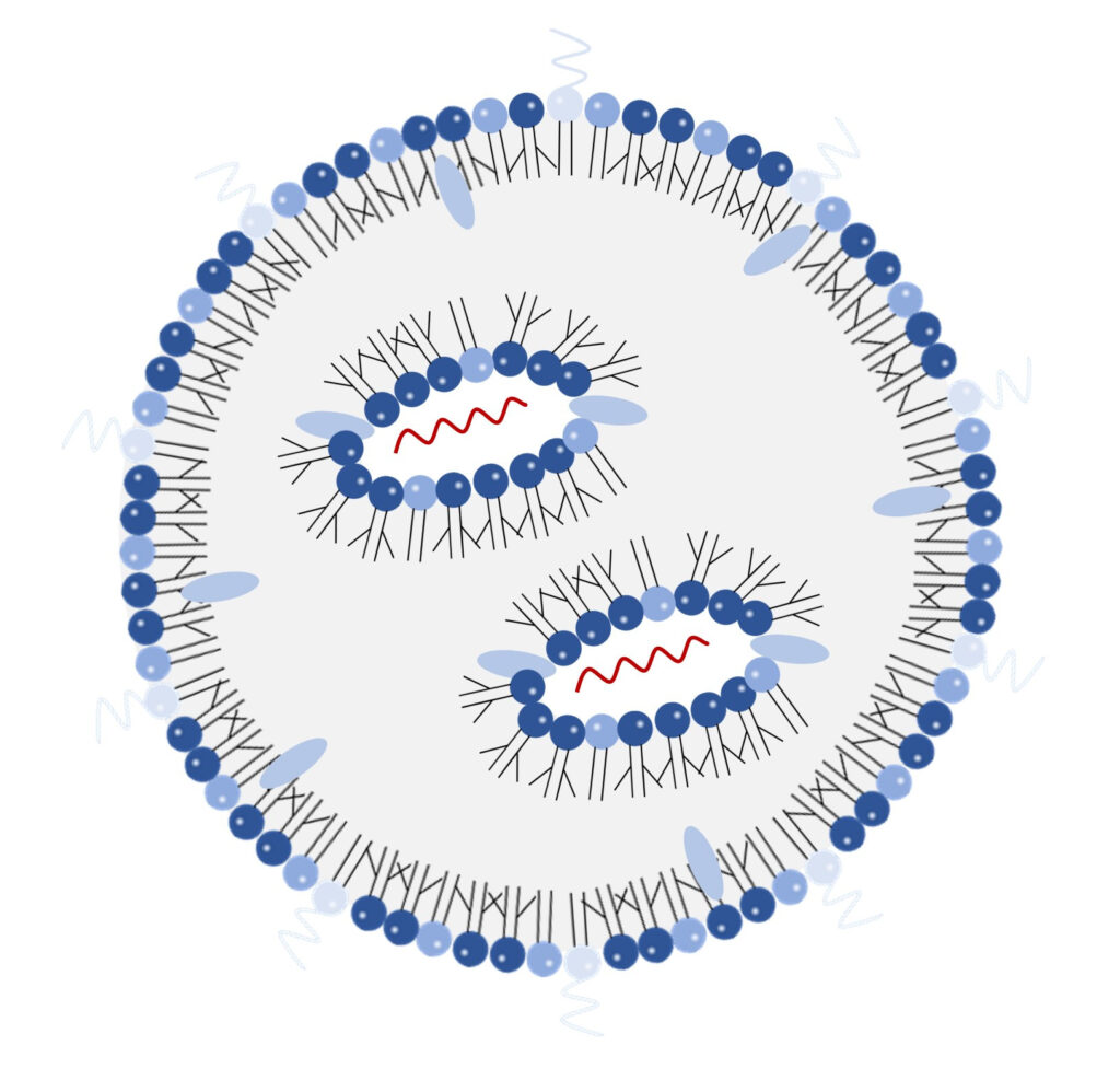Mrna Abundance Of The Branched Chain Aa Metabolizing Enzymes In 3