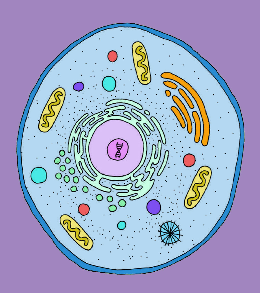 Cell Wall Composition A Three Dimensional Molecular Model Of A Cell