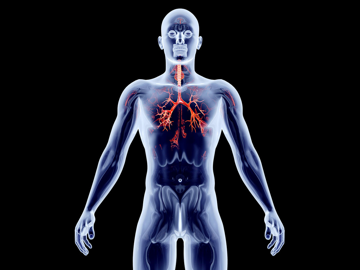 Physiological Roles Of Melatonin In Horticultural Crops As A Plant