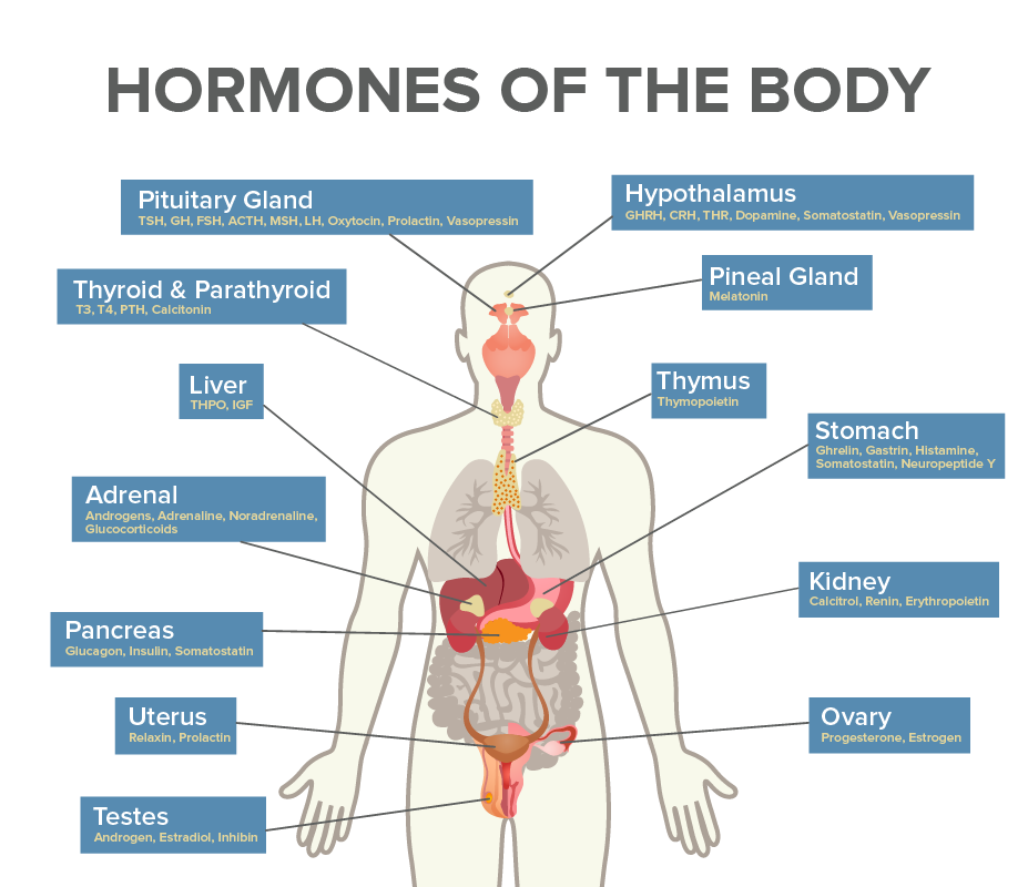Hormones Its Chemistry Classification Types Functioning Physiolo