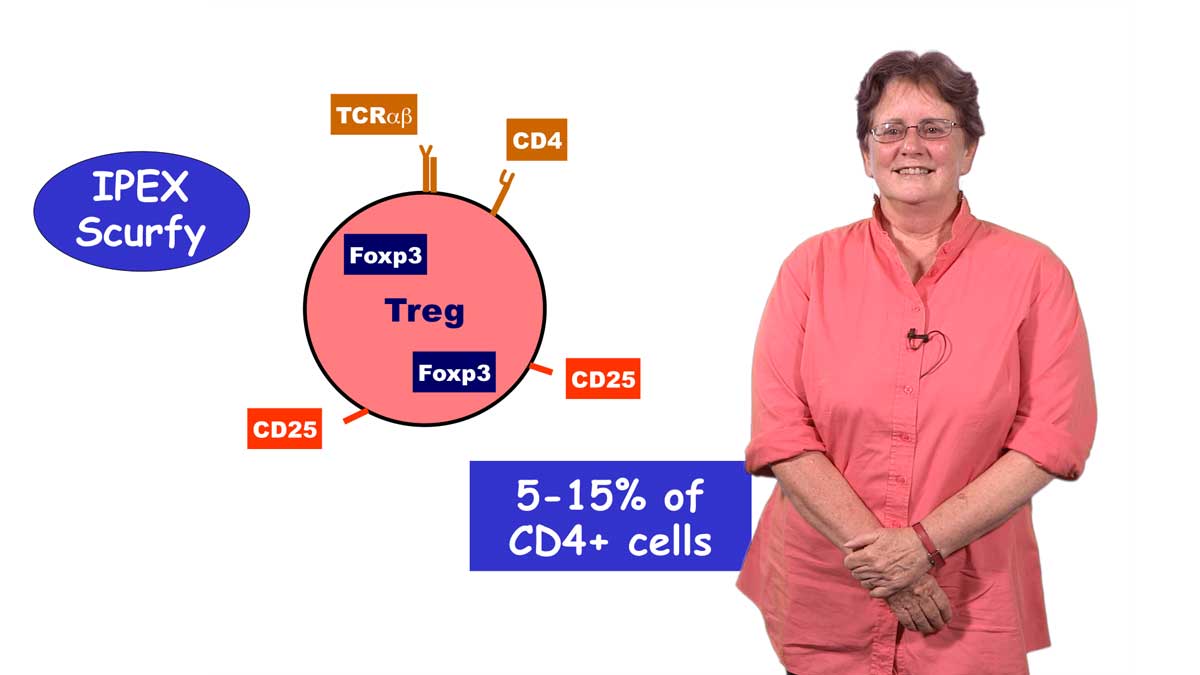 Mechanism Of T Cell Tolerance