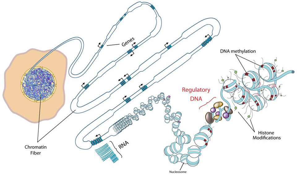Nucleosome Structure And Dynamics Are Coming Of Age Pdf Histone