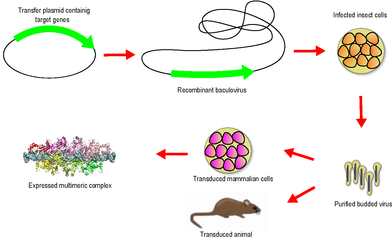 Pdf The Genome Sequence And Evolution Of Baculoviruses