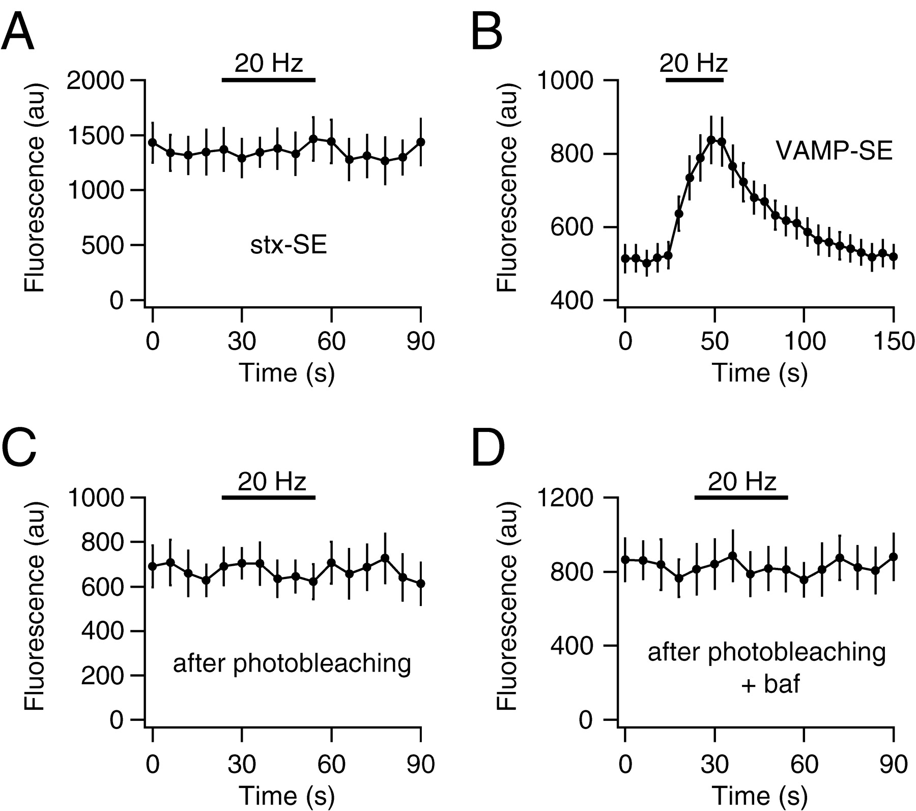 Mistargeting Of Syntaxin 3 Causes A Delay In Tight Junction Formation