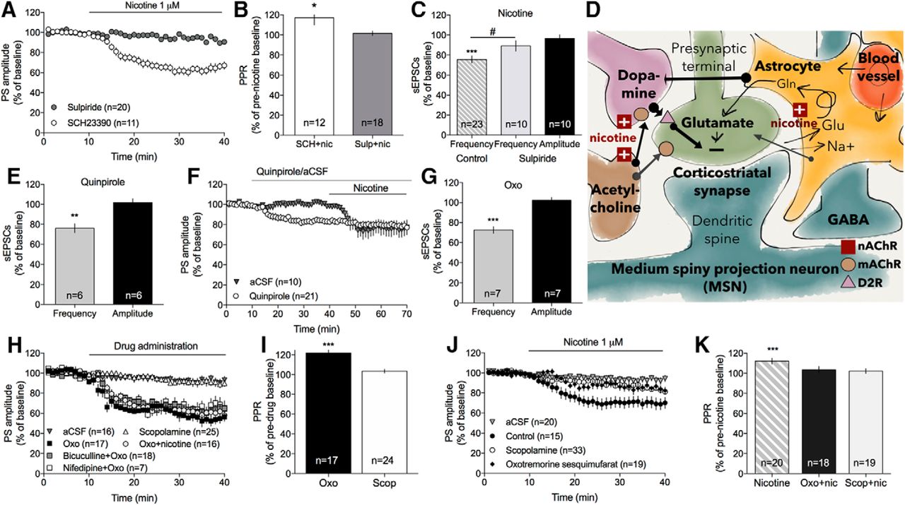 Spontaneous Neuronal Activity Within Striatal Microcircuits In Control