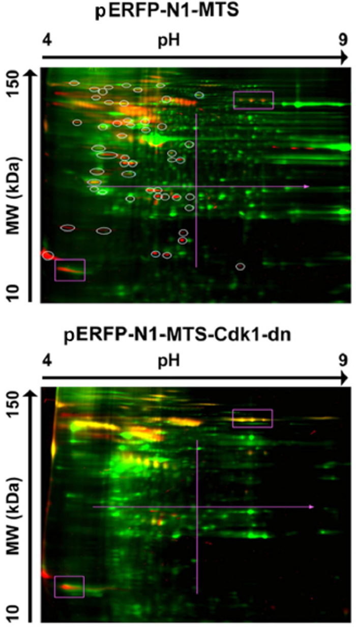 Cdk1 Activity Is Required For The Initial Localization And Maintenance