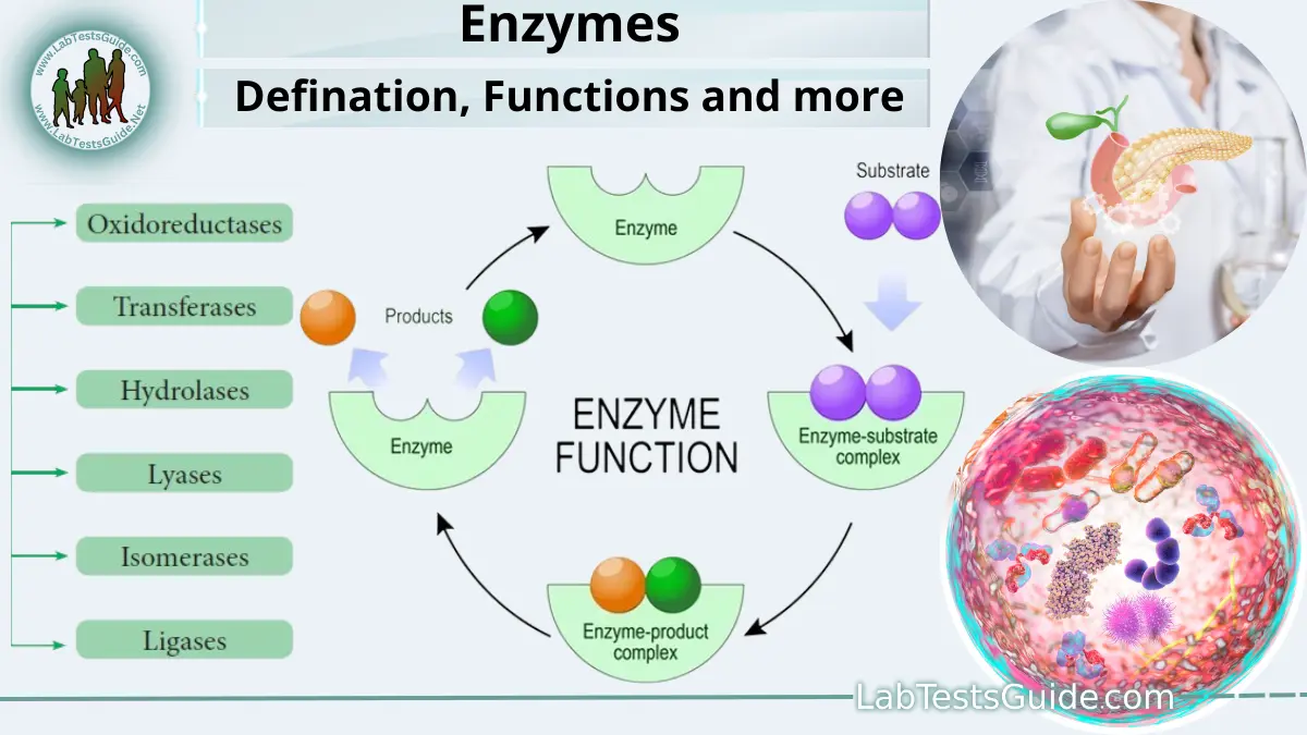 Enzyme Activity In Various Stages Of Purification Download Table