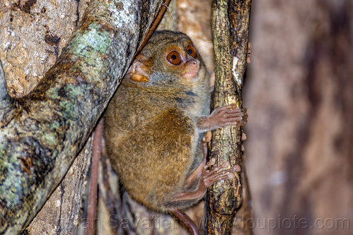 The Spectral Tarsier On The Tree Scientific Name Tarsius Spectrum
