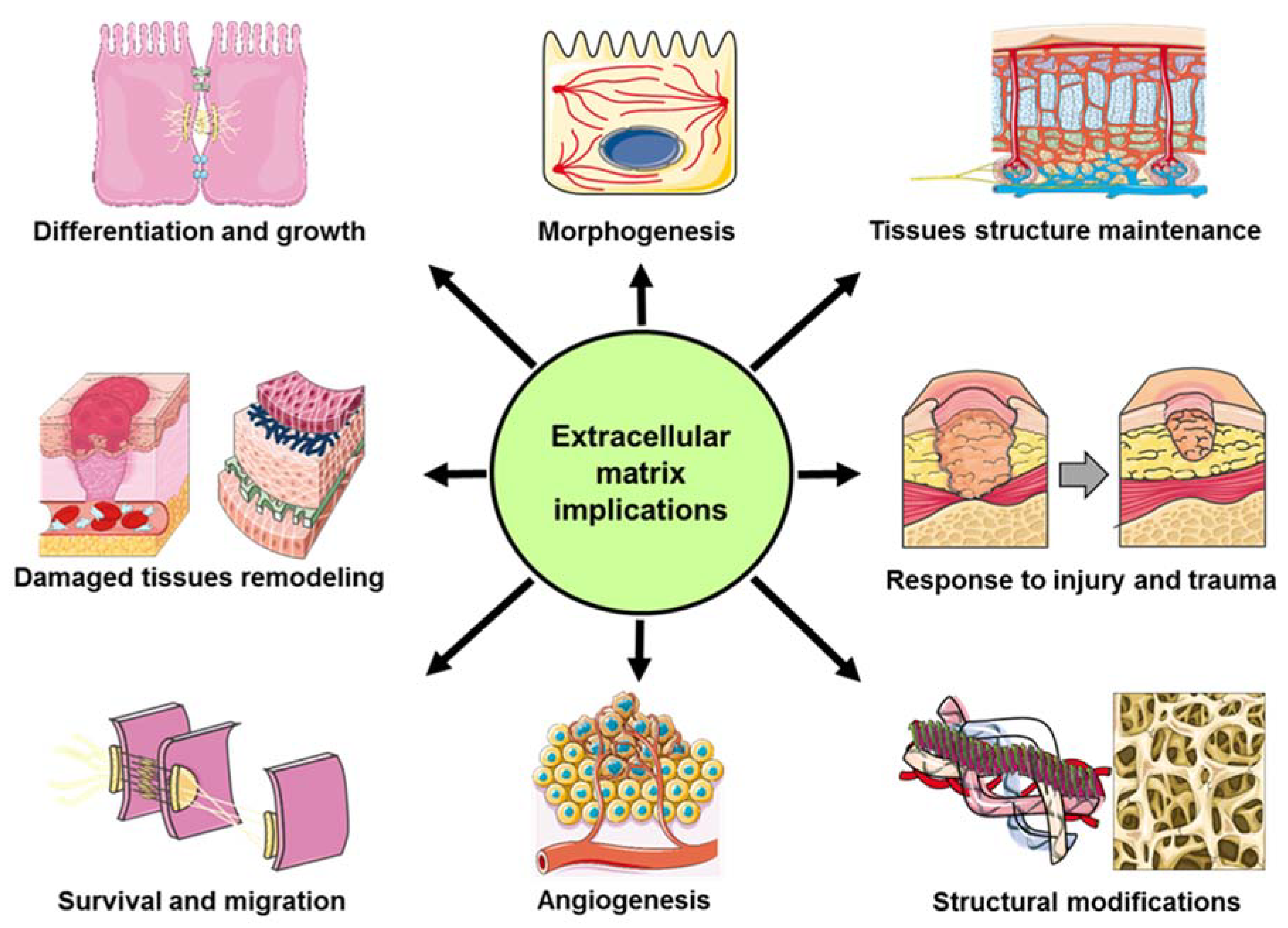 Extracellular Matrix And Cells