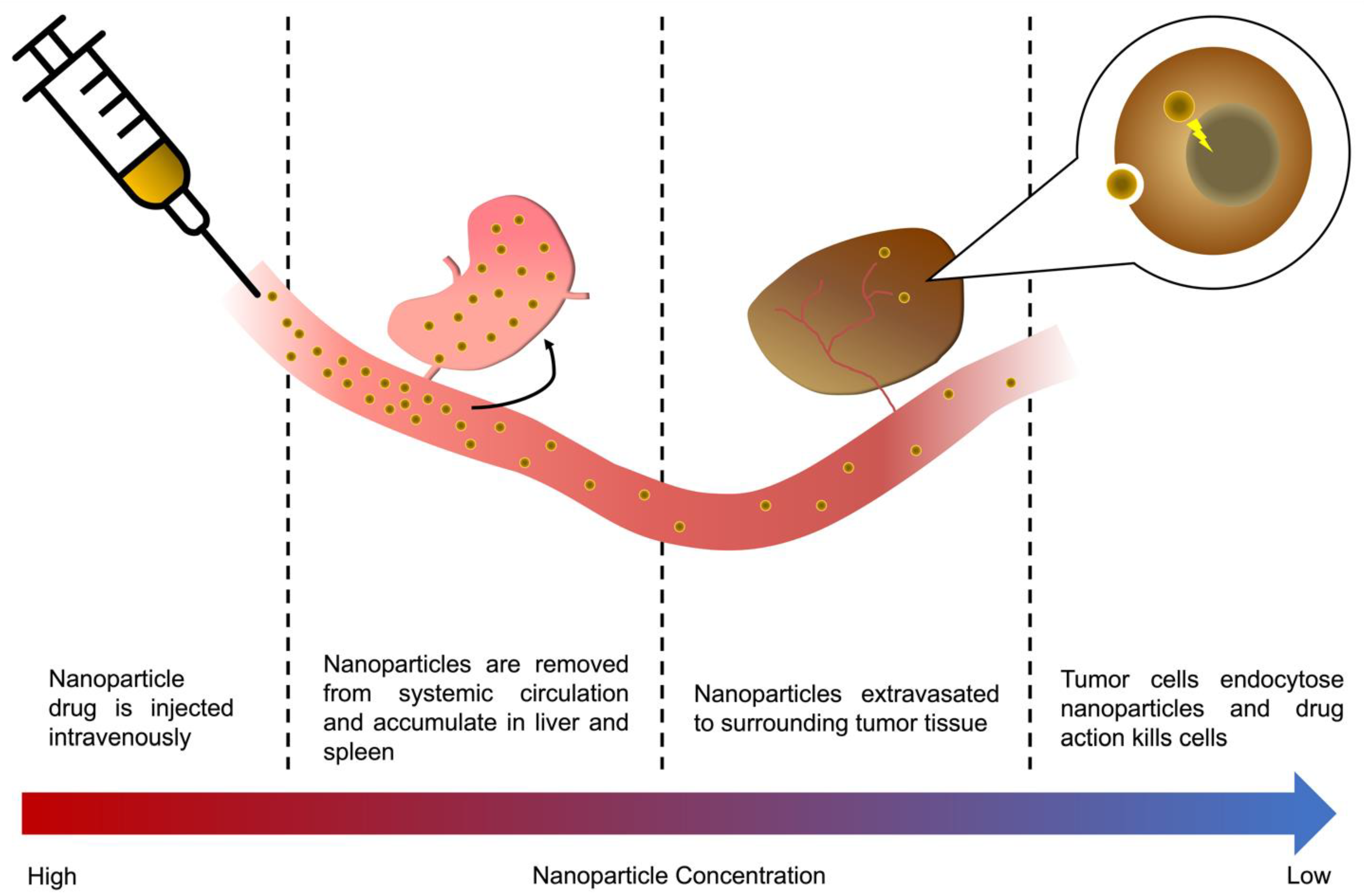 Nanoparticle Uptake Screen Informs Nanomedicine Design