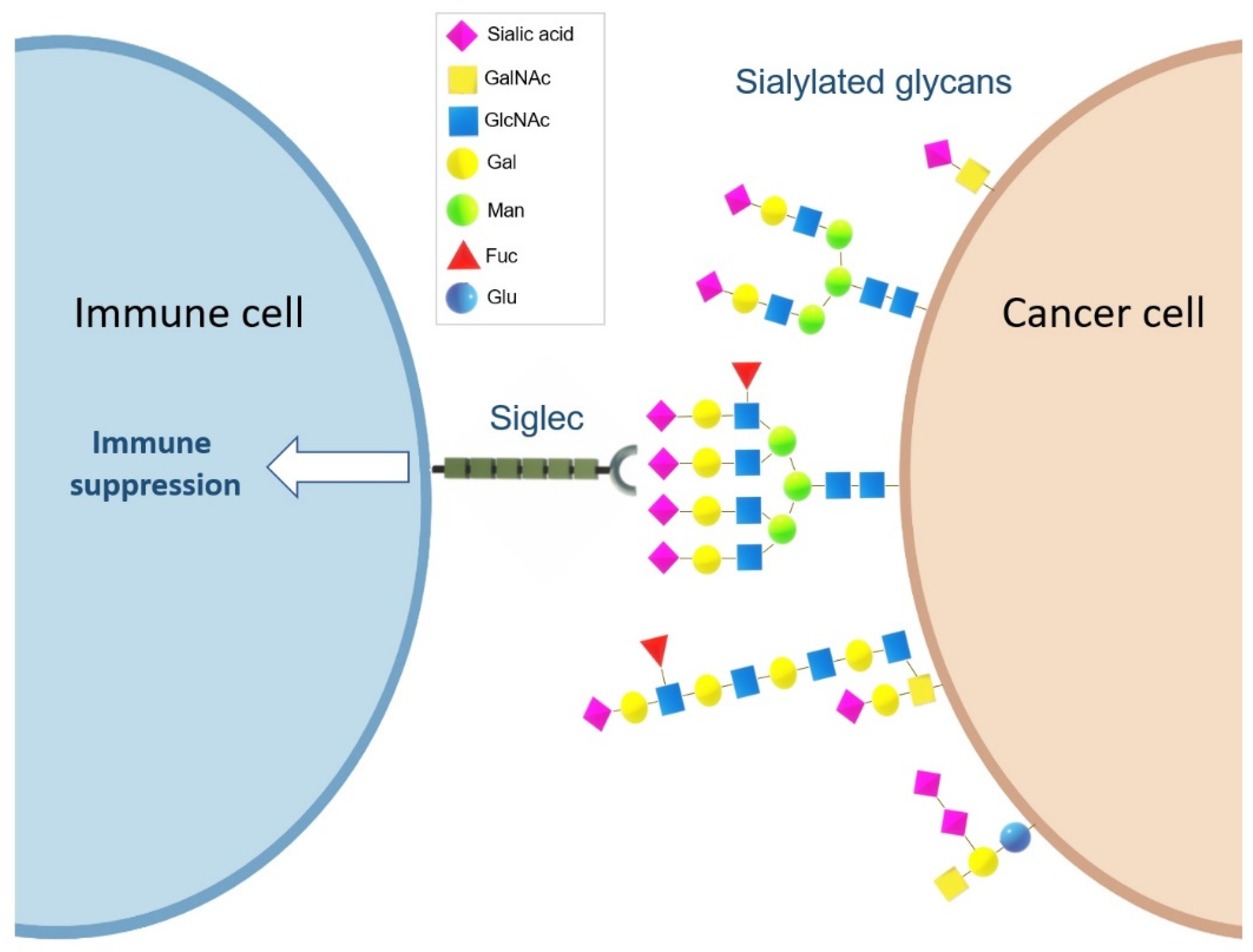 Jci Sialylated Glycoproteins Suppress Immune Cell Killing By Binding