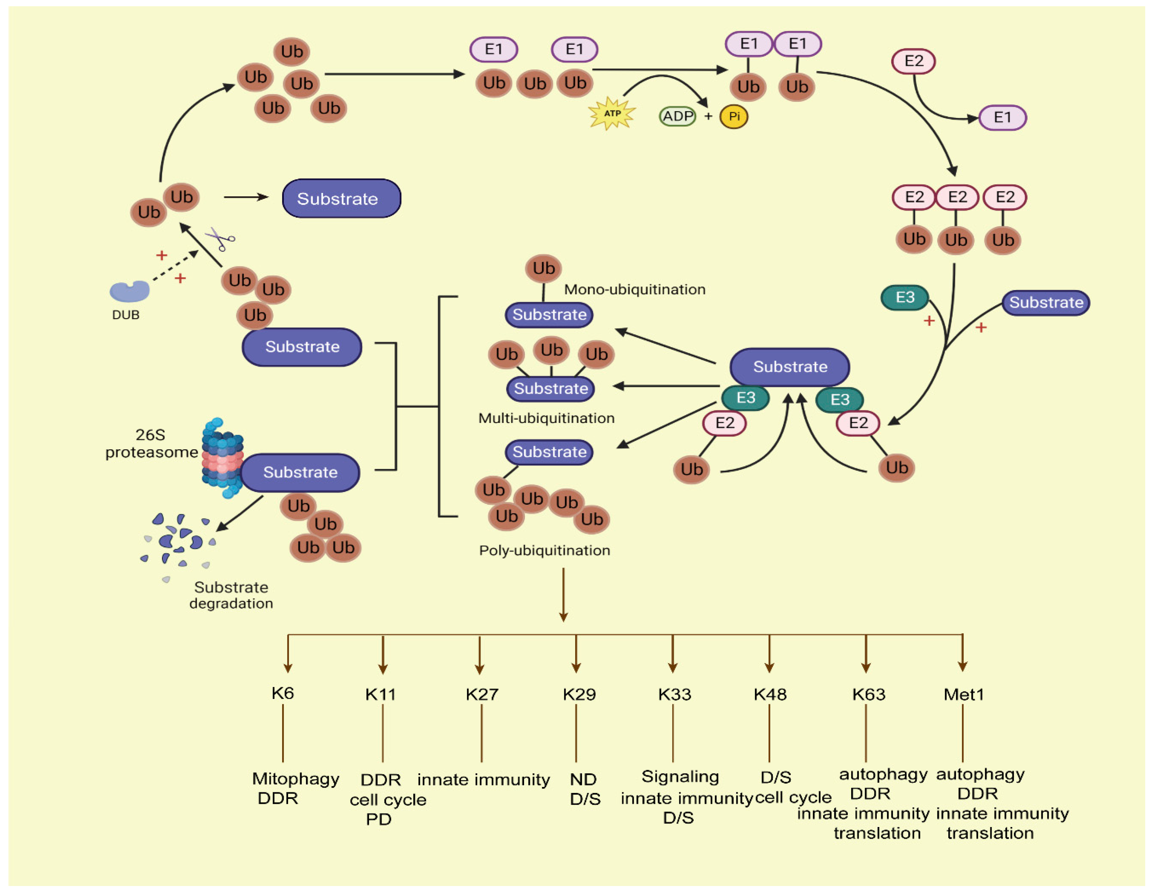 Ubiquitination And Degradation Of Proteins Through The Download