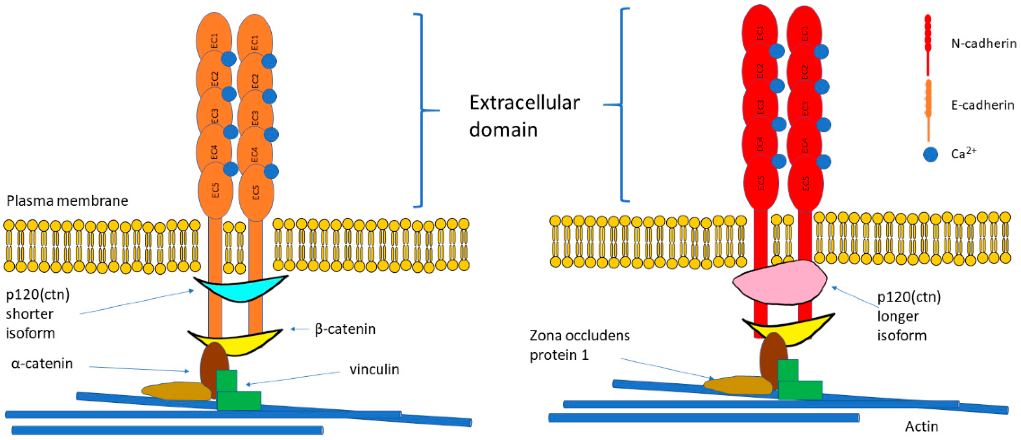 The Cadherin Catenin Complex Is Required For The Collective Cohesion Of