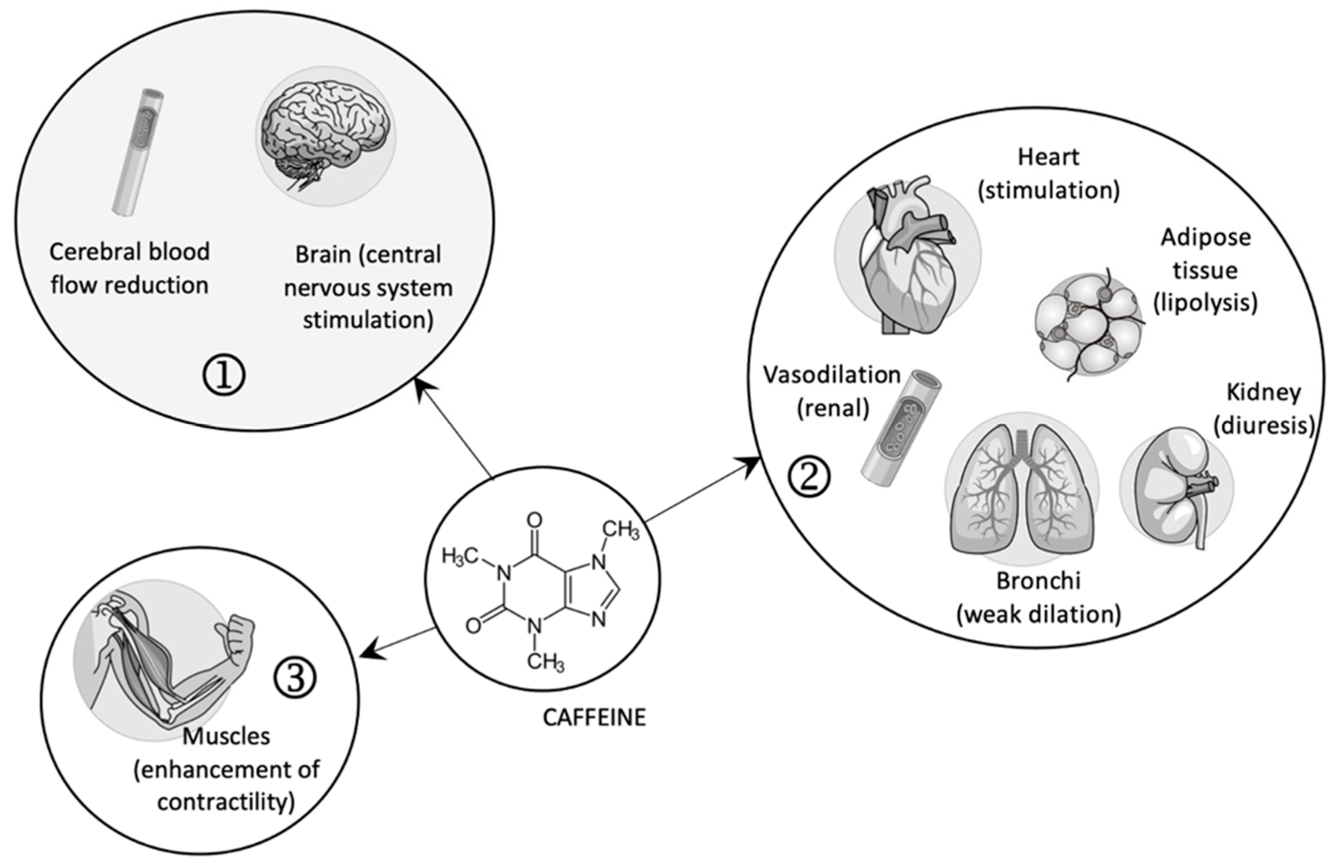 Caffeine Biosynthetic Pathway In Coffee Plants Solid Arrows Indicate