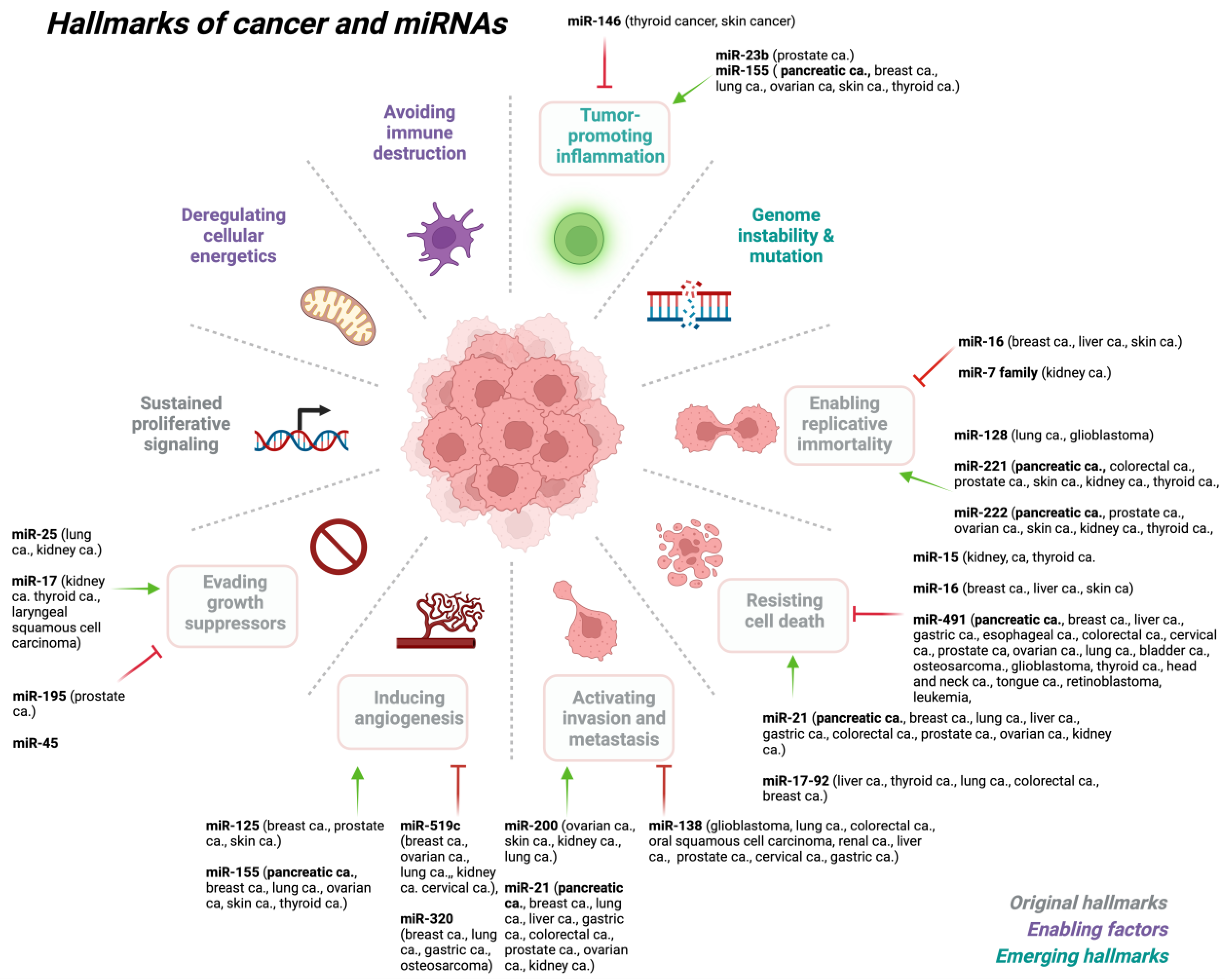 Mirna Negatively Regulated Target Mrna Lncrna Circrna Download