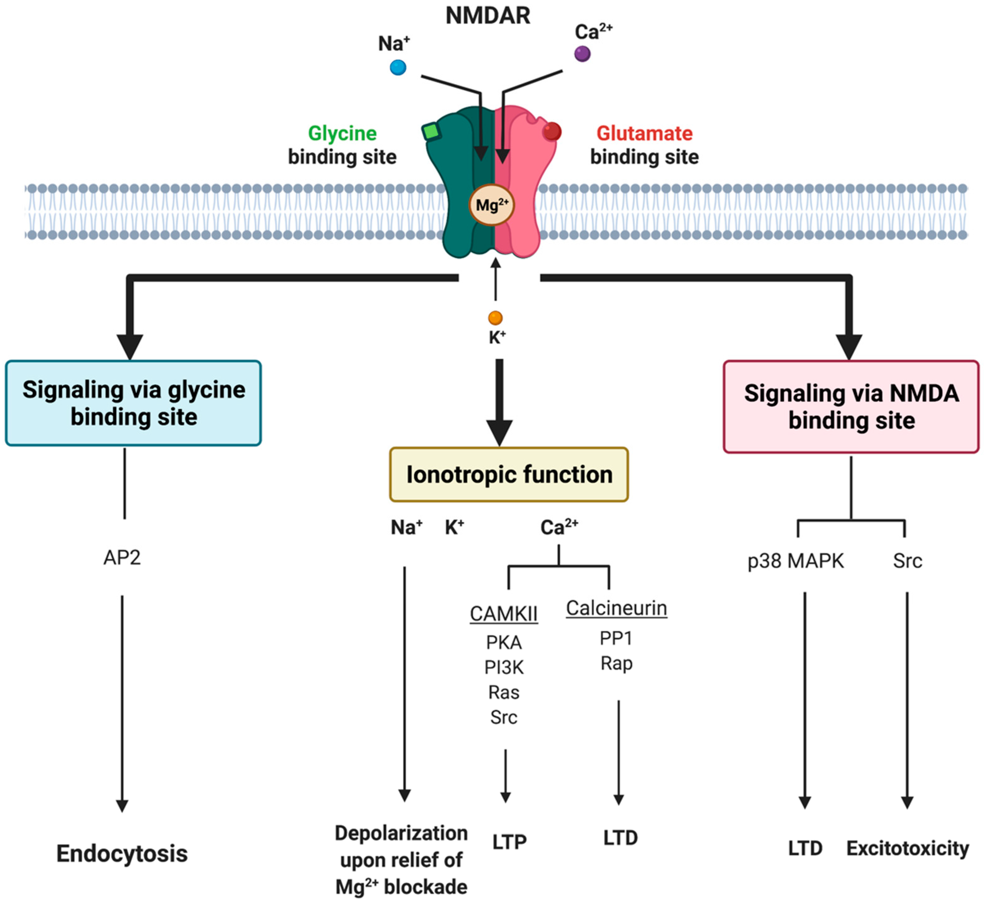 Nmda Alters The Morphology Of Gabaergic Interneurons In Cerebellar