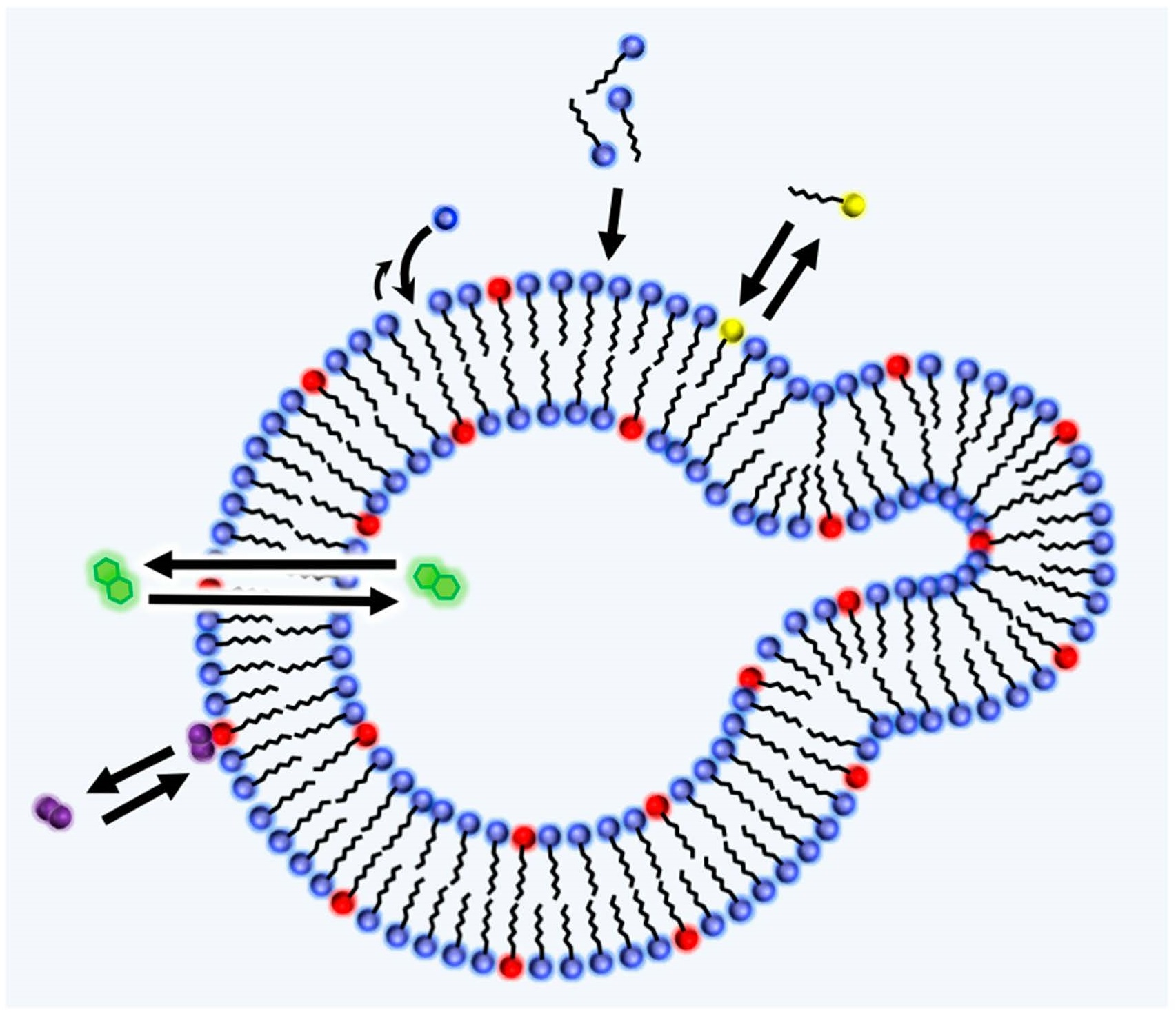 Subcellular Localisation Of Three Asymmetric Amphiphilic Download