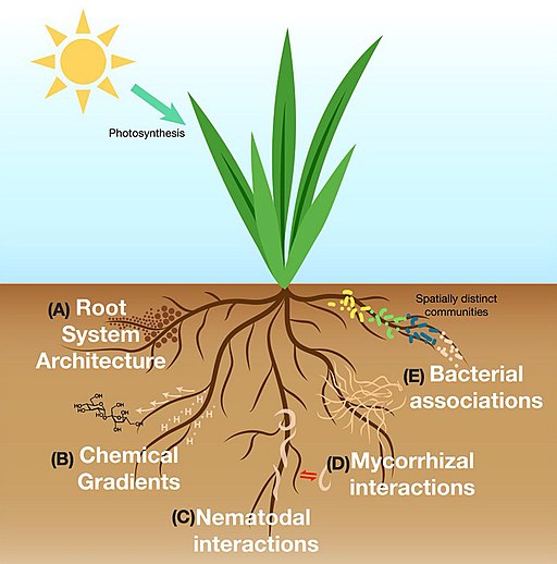 Holistic Rhizosphere Management Strategies And Approaches Strategies
