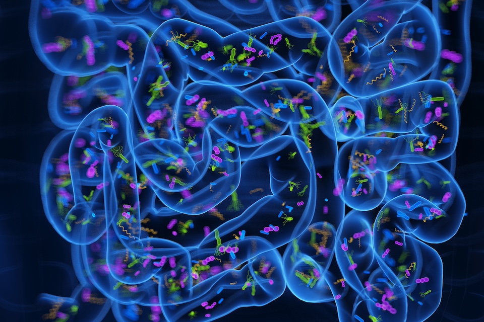 Microbiome Analysis Services For Research And Industry Vaiomer