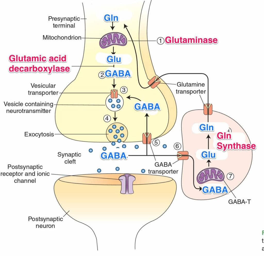 Gaba A Receptor Alpha Subunits