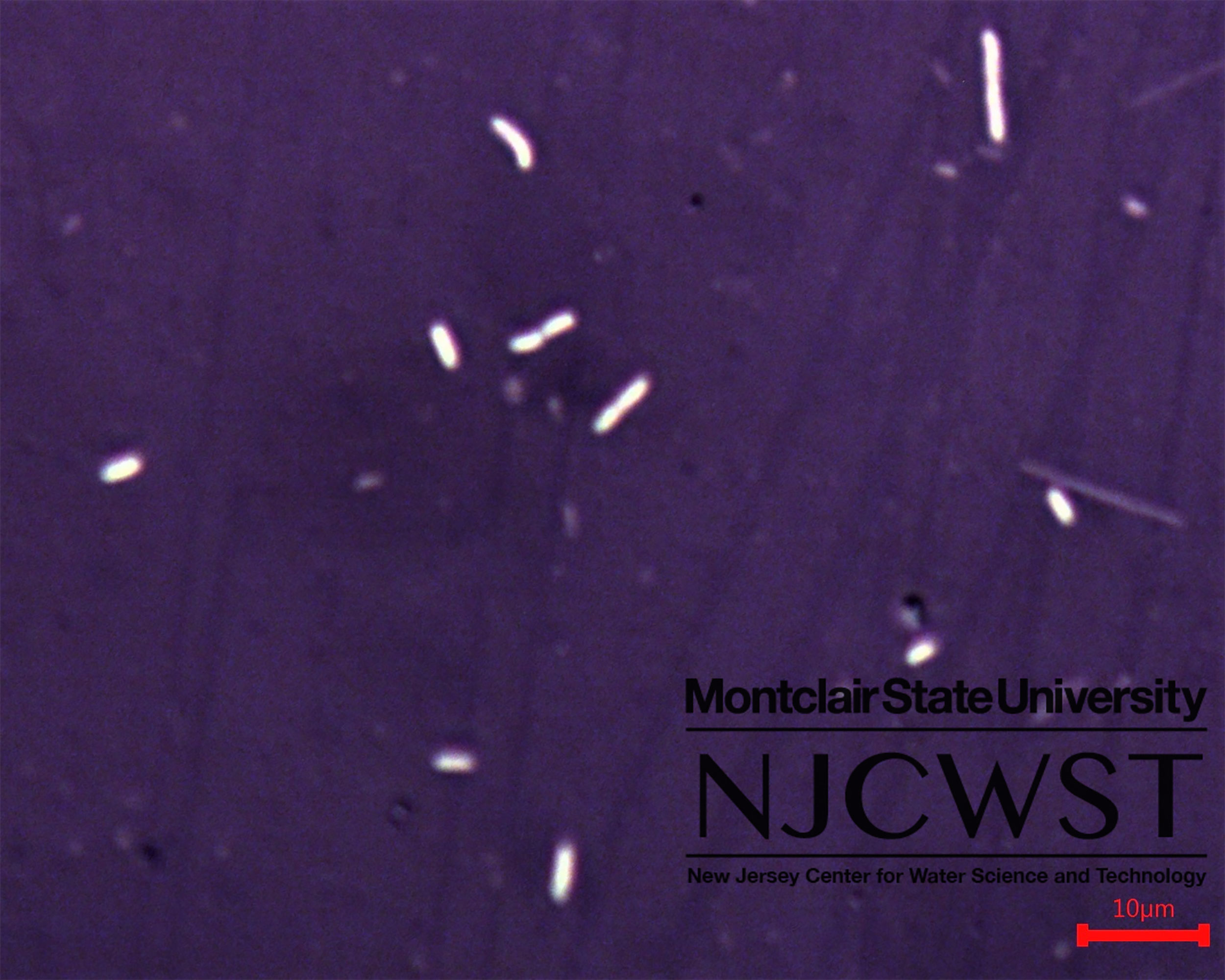 Synechococcus Community Composition Calculated From Environmental