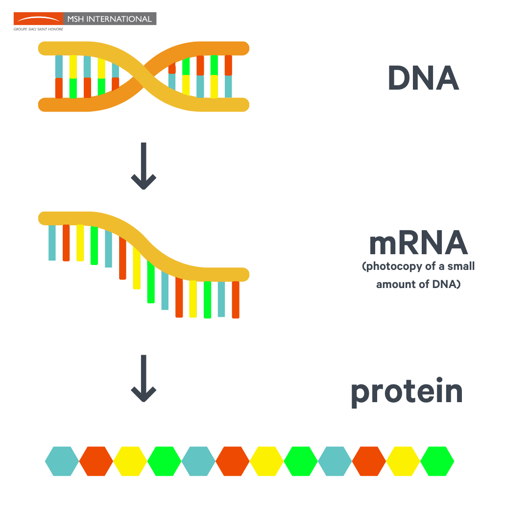 An Mrna Structure In Bacteria That Controls Gene Expression By Binding