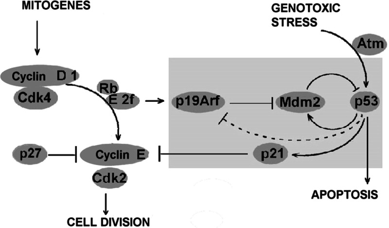 Pumilio 1 Suppresses Multiple Activators Of P53 To Safeguard