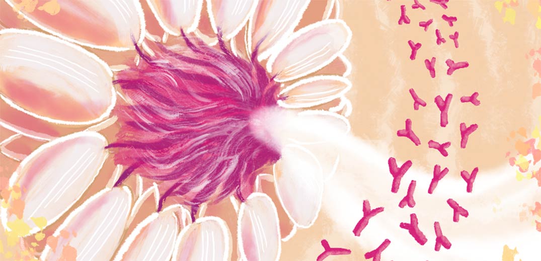 Bifidobacteria And The Infant Gut An Example Of Co Evolution And