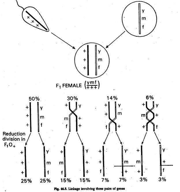 Linkage And Crossing Over In Genetics
