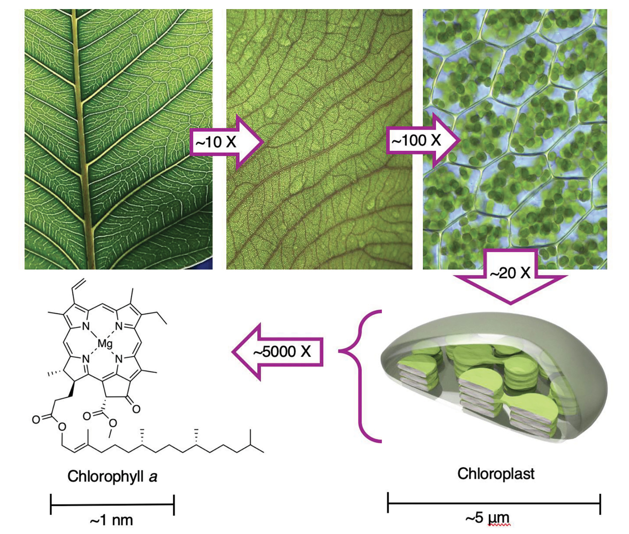 Chlorophyll A Distribution And Station Location In The North Adriatic
