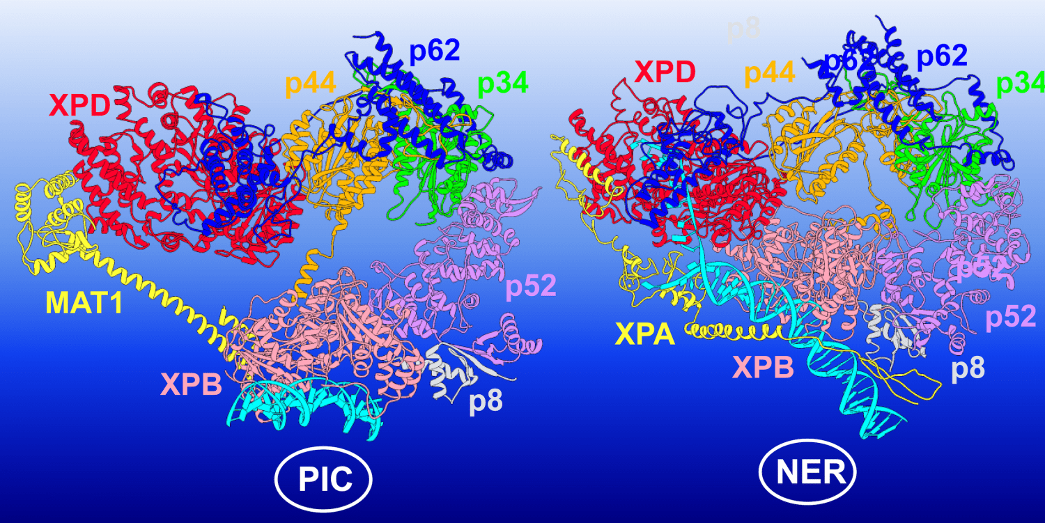 Three Dimensional Shape Comparison Of Flexible Protein Using The Local