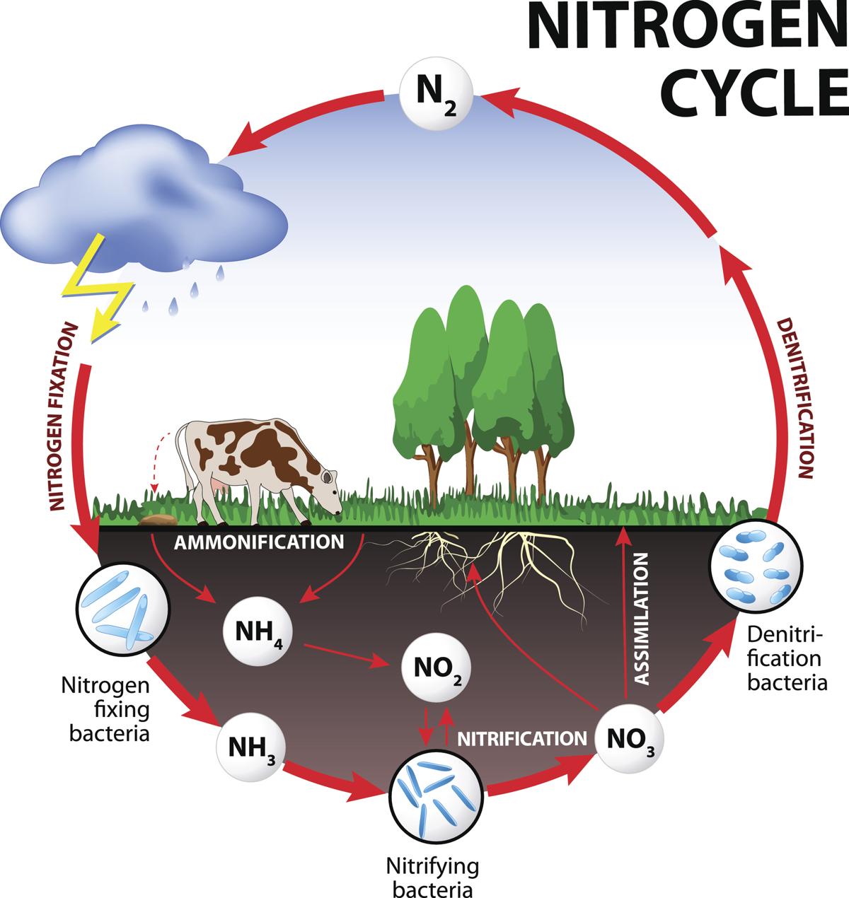 The Nitrogen Cycle Game Mynasadata Worksheets Library