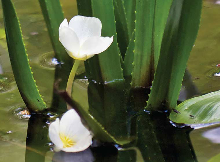 Canadians Called To Take Action On Invasive Species Canadian Council